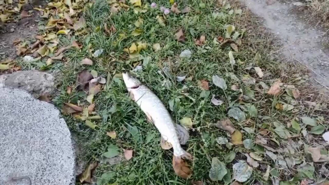 Аквариум с кошкой. Плавающие рыбки для кошек на экране. Рыбки плавают видео для кошек. Плавающие рыбки для кошек. Плавающая рыбка игрушка для кошки.