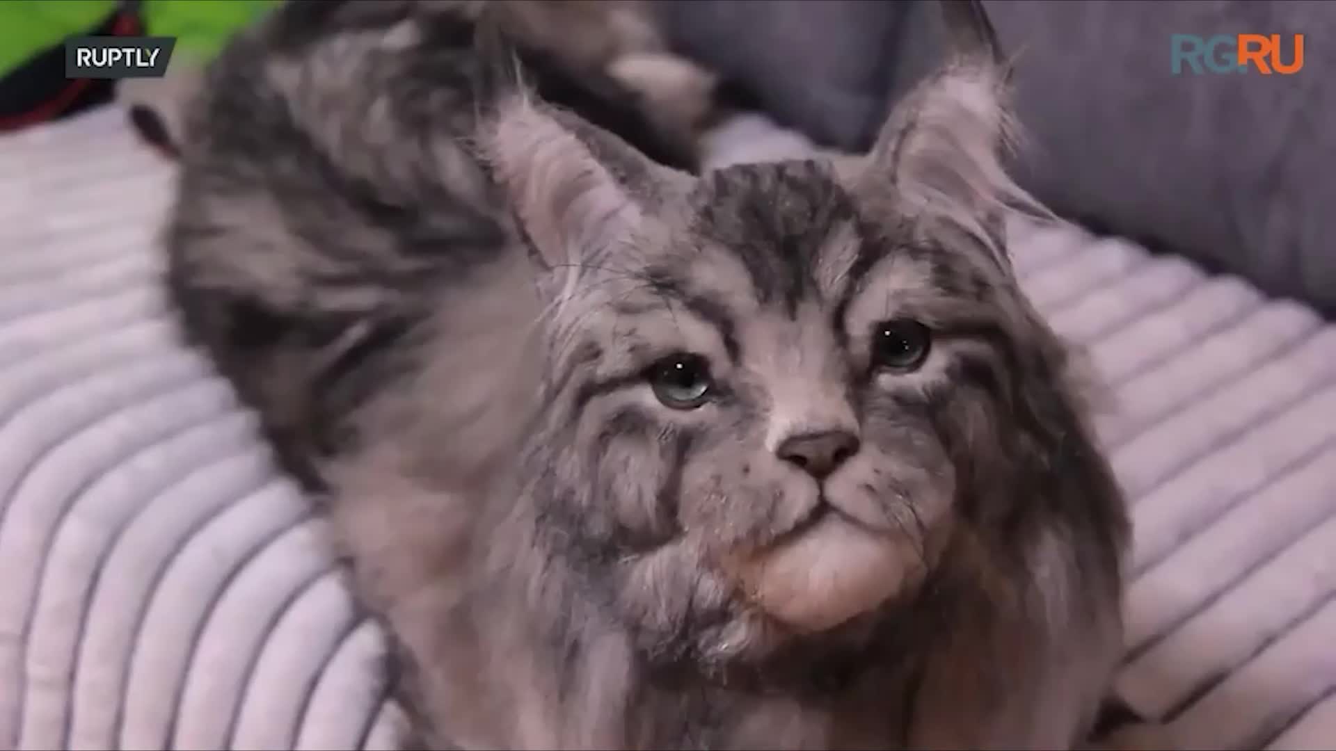 У меня не получится. Найди нормальную работу мем. Котенок ну и не надо ну и пожалуйста. Ничего не получается видео. Мем злые родители ремень.