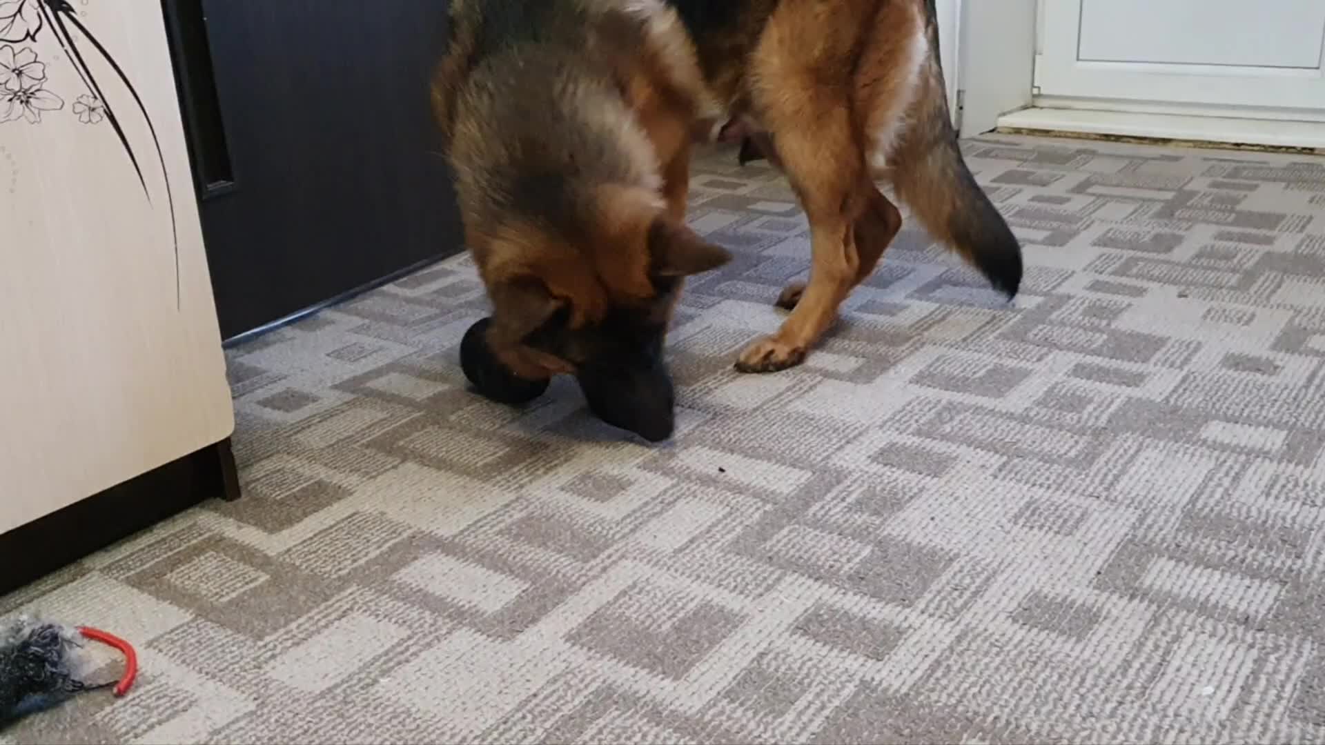 Новошотландский ретривер. Пока собаки. Собака пока. Аусси рыжая. Пока собаки.