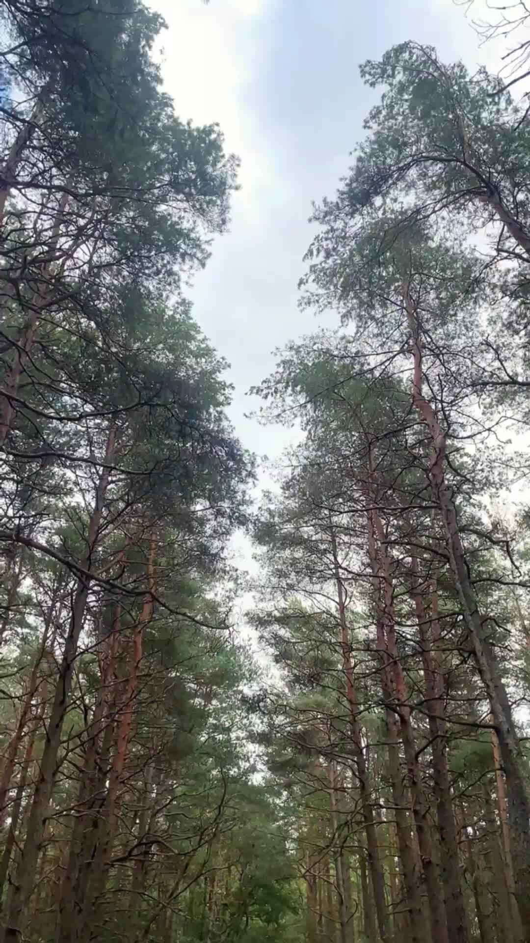 ГидЭва про Калининград | Куршская коса в шторм #калининград # ...