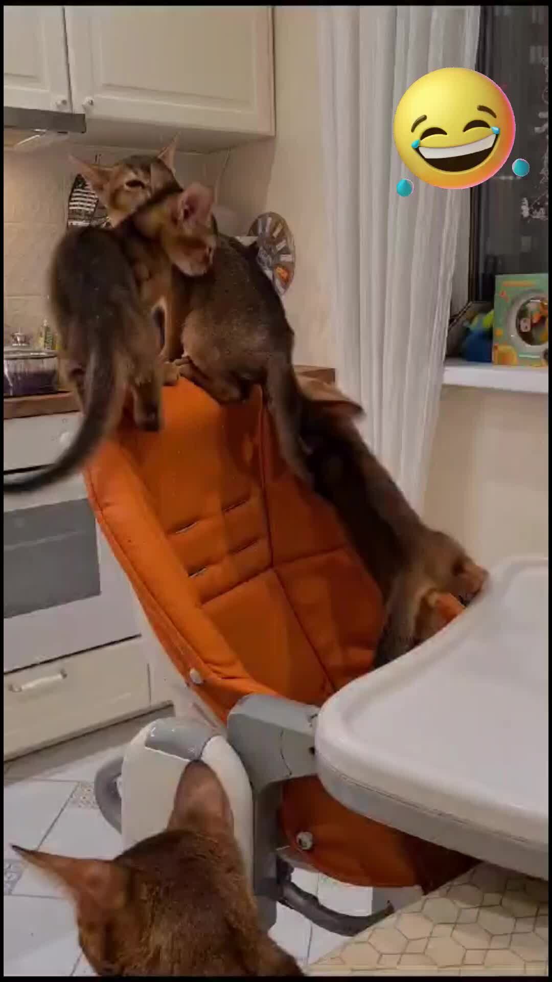 Чи пи чипи чапа чапа. Чи пи чипи чапа чапа. Чапа чапа чапа чапа. Чапи и тося. Такса чапи и такса тося.