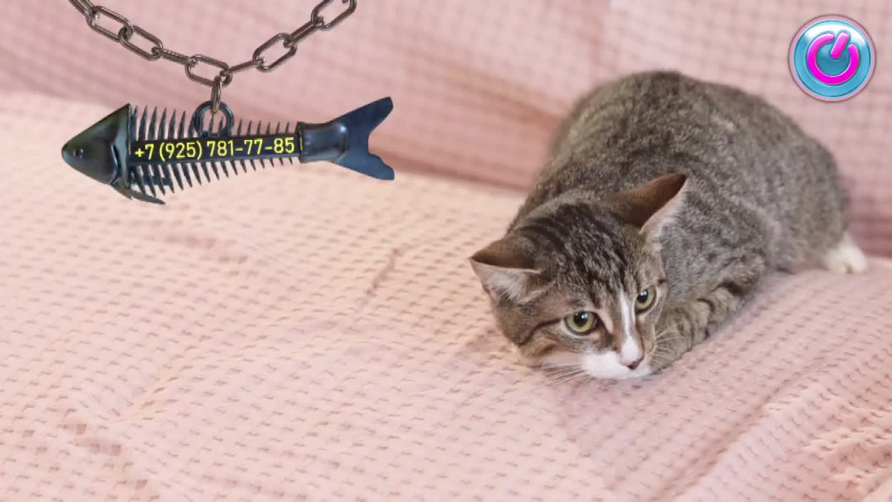 Алиса колонка мемы. Алиса включи. Умная колонка алиса цвета. Настроение алисы. Яндекс станция лайт цвета и характеры.