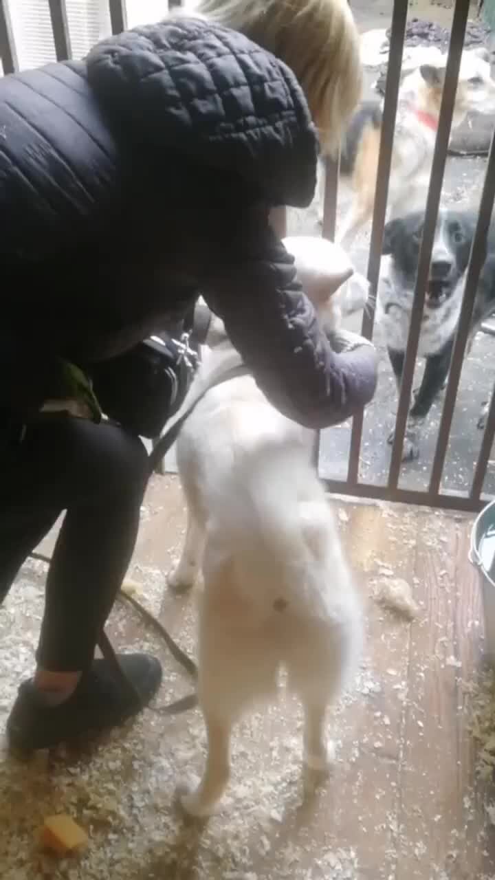 Приют Некрасовка. Москва | Наша новенькая - белоснежка Дита ???? Скромно ...