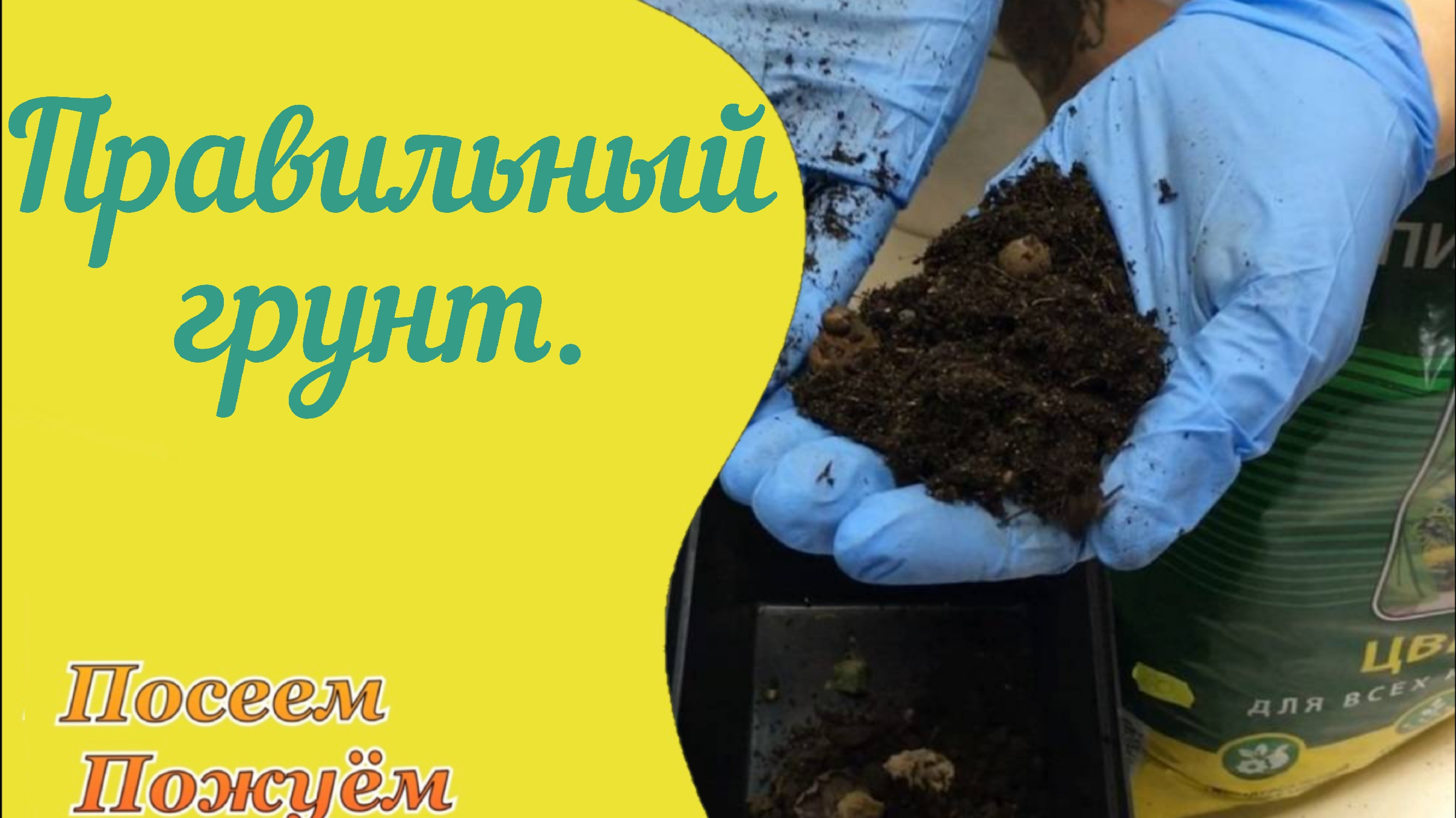 горшочки для рассады. рассада семян злаков. посев семян. посев семян. семеноводство.