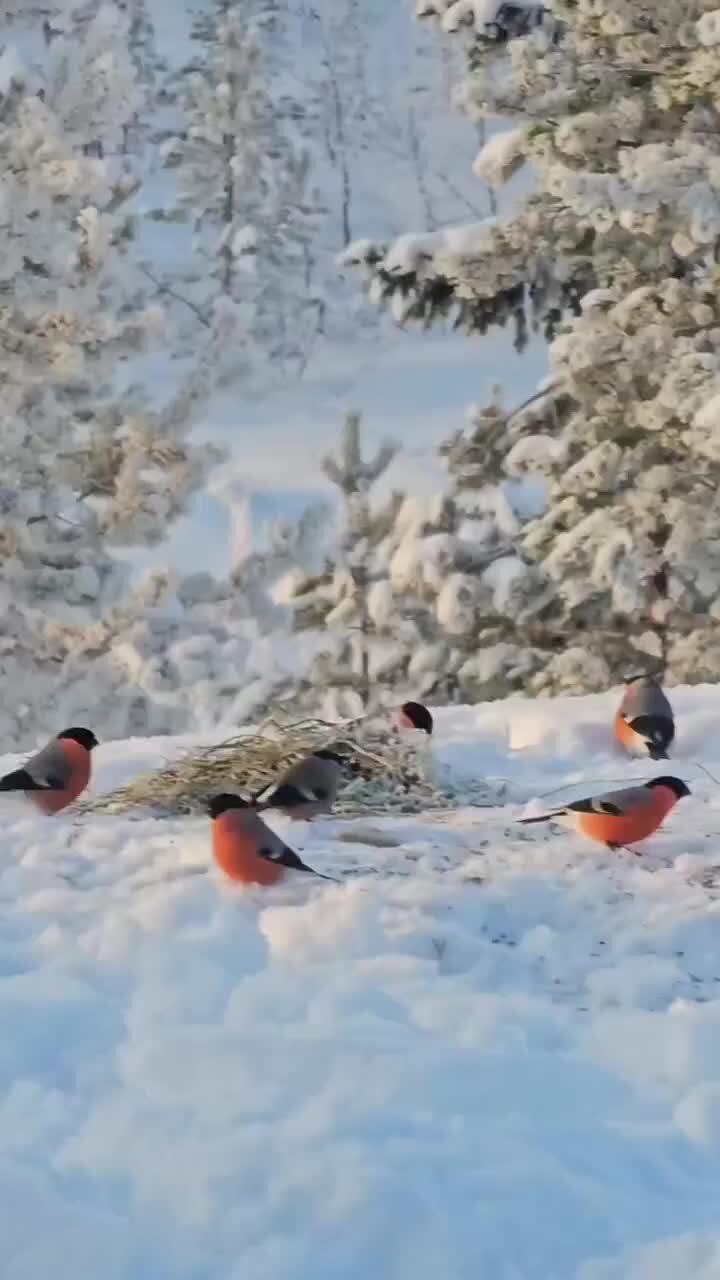 что интересного удалось увидеть зимой в природе. зимняя природа. зимнее утро. красота зимы. что интересного удалось увидеть зимой в природе.