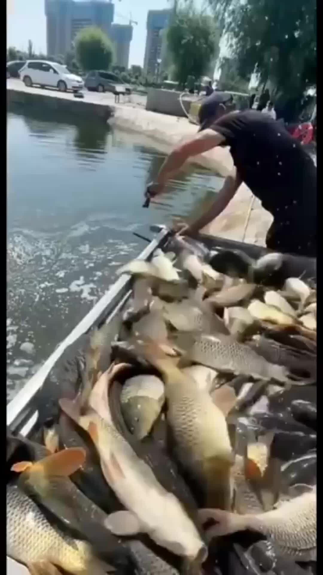 музыка карп