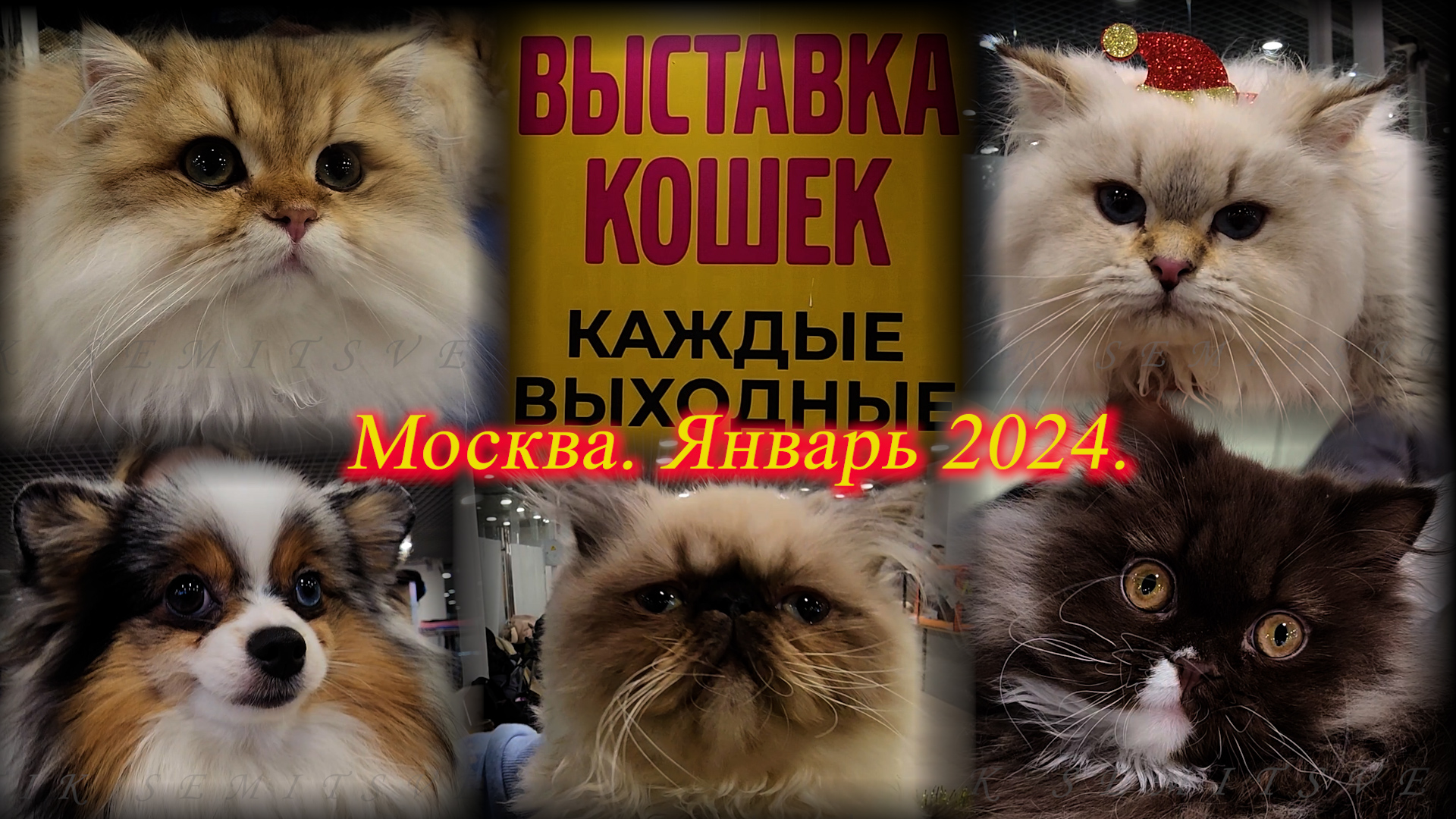 Выставка котят в москве