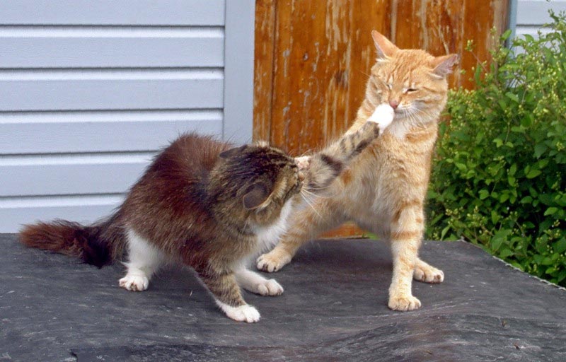 рыжий кот на унитазе. кошка плохо писать. кот учится. котенок в унитазе. кот какает.