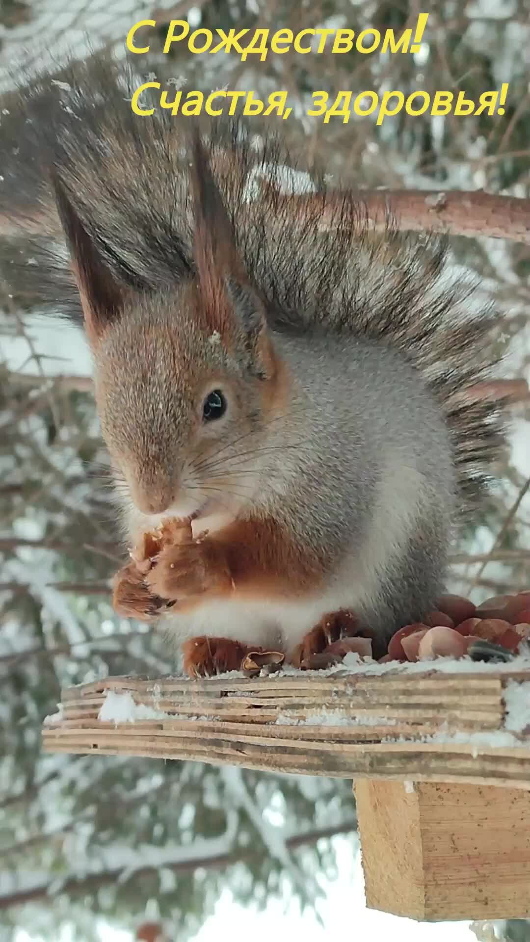 Главные белки