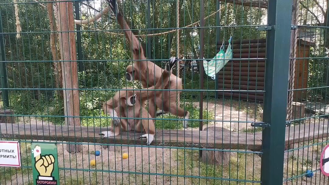 Сормовский парк нижний новгород лимпопо. Парк лимпопо нижний новгород. Зоопарк лимпопо нижний новгород. Зоопарк лимпопо нижний новгород. Зоопарк лимпопо нижний новгород.
