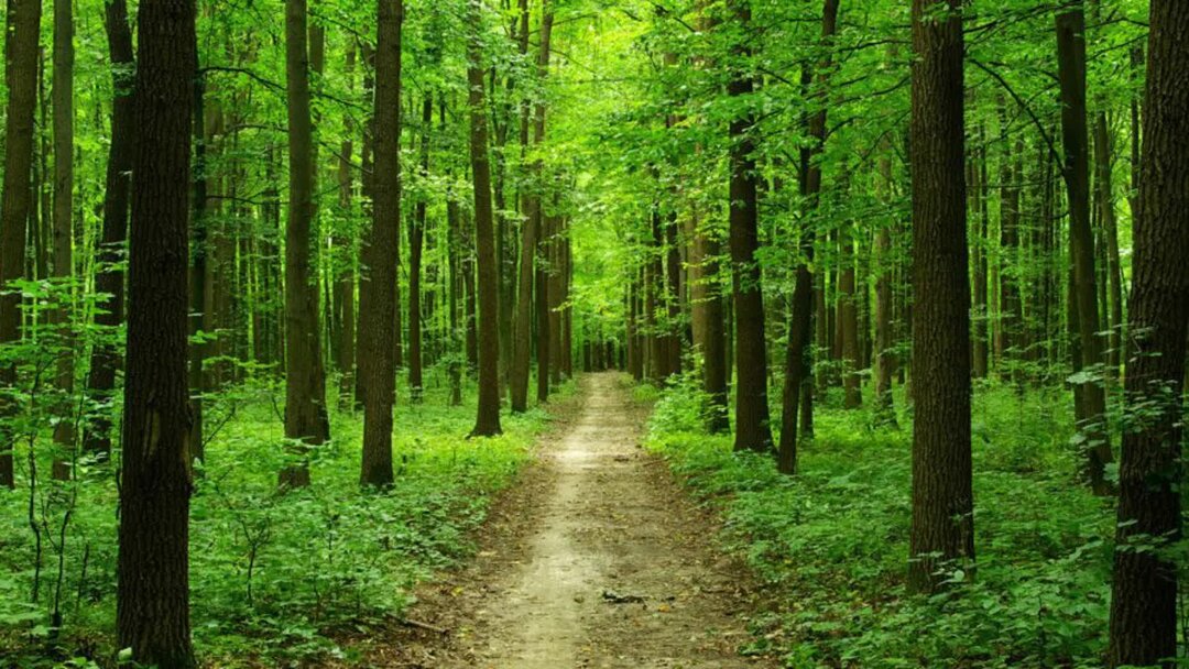 Лесные мемы. Девочка хорошая по лесу идет но не знает девочка что опасность ждет. Идите лесом картинки. Иди лесом ответ. Лес юмор.