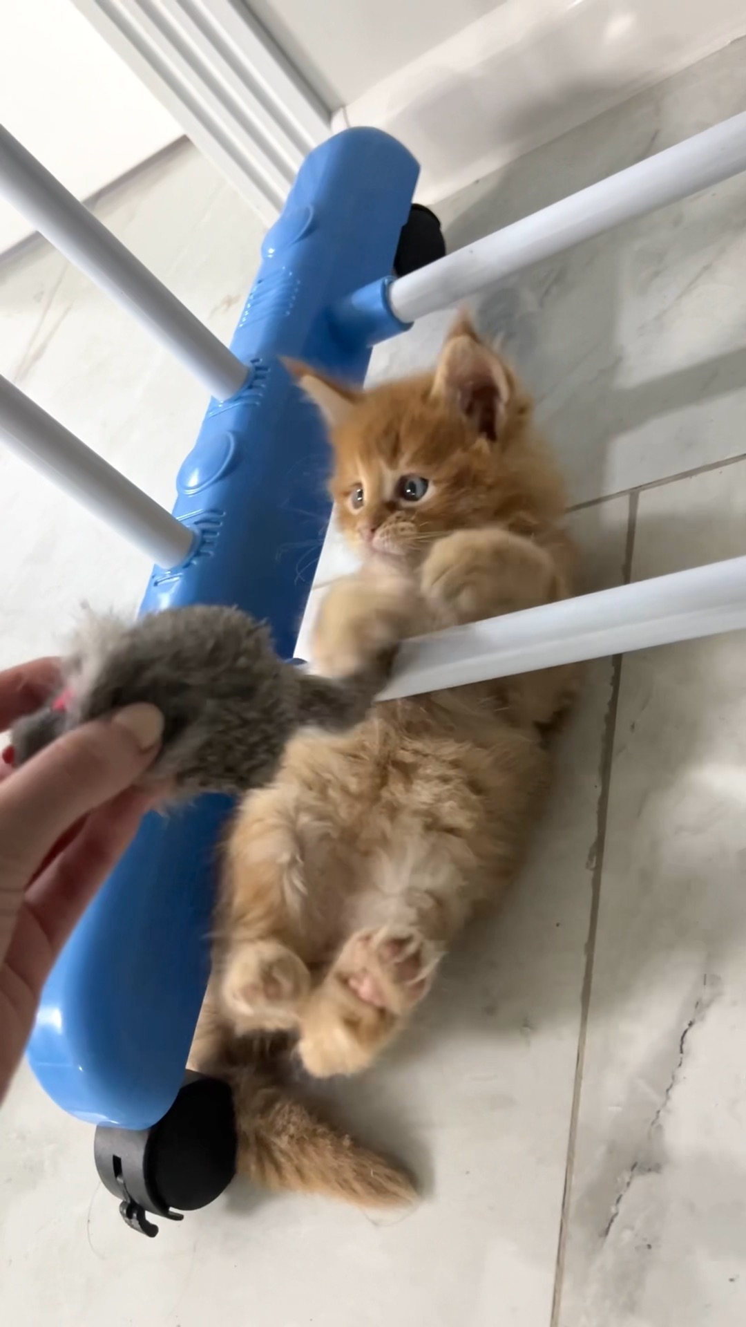 Игра ухаживание за котом. Игра в котиков с котенком. Киттен кэт симулятор. Игры про котят. Симулятор кота и кошки.