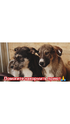 Если корм кончился. Помогите кормом для собак. Если корм кончился. Кошка просит помощи. У нас закончился корм.