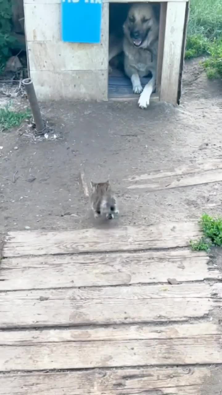 королева моих снов порфиров