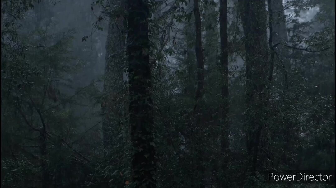 дождь в лесу слушать для сна