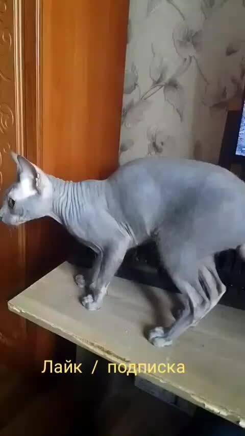 поисковый движок sphinx. сфинкс поиск. сфинкс поиск. сфинкс поиск. сфинкс египет с носом.