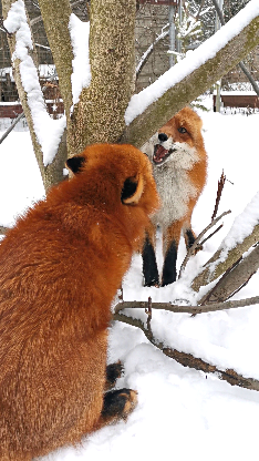 Агент лис звуки