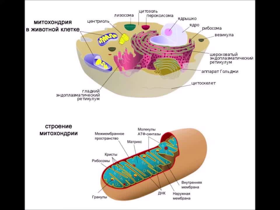 Что такое митохондрии простыми словами у человека. Строение митохондрии клетки. Структура клетки митохондрии. Строение митохондрии клетки рисунок.