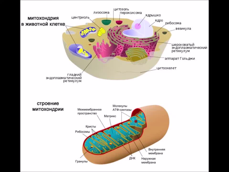 Описание строения митохондрии. Строение митохондрии клетки. Структура клетки митохондрии. Строение митохондрии клетки рисунок.