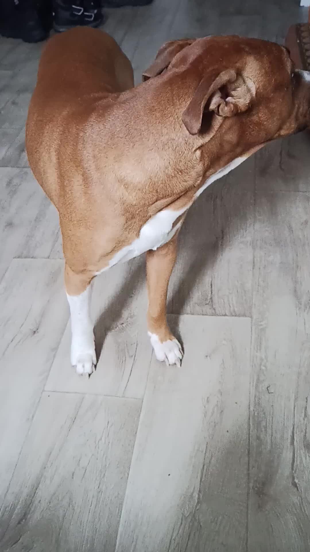 собака удивляется. кобели запах. кобели запах. кобели запах. запах псины.