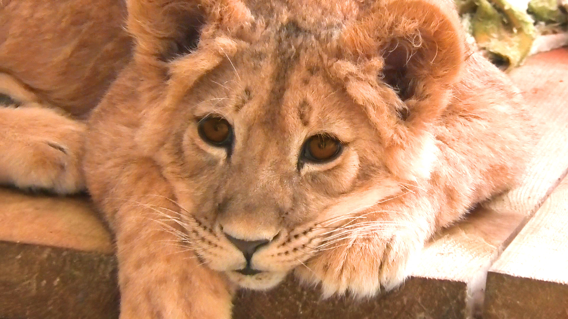 Маленькая львица. Маленький львенок домашний. Львенок асада сегодня. Львенок асада сегодня. Маленький лев на машине.