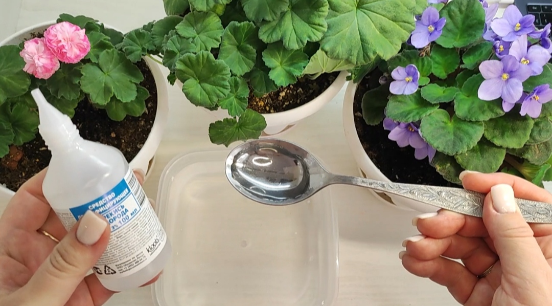 Удобрение для герани. Удобрение для герани для обильного цветения. Йод удобрение. Подкормка для пеларгоний для цветения. Удобряем герань для цветения.