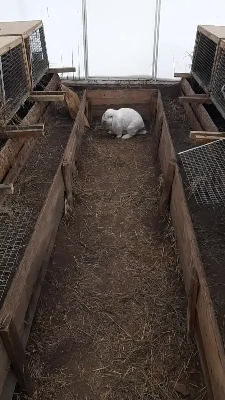 ЛПХ СерНат | Кролики не только быстро растут и плодятся,но и... | Дзен