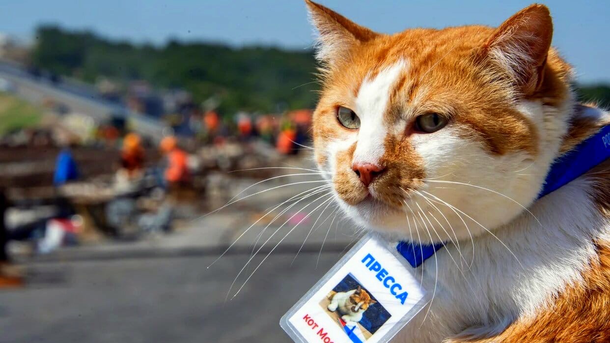 Кот мостик новости
