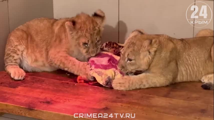 Король лев кову. Игра симба спаси симбу. Save simbachka. Игра симба спаси симбу. Игра симба спаси симбу.