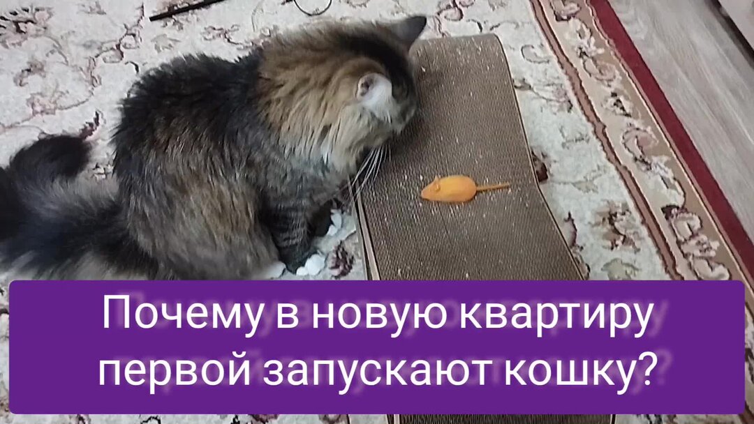 дом для кошки. запустить кошку в новый дом. почему первым запускают кошку в дом. запускать кота в новую квартиру. зачем нужно первую кошку запускать в новую квартиру.