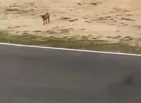 Я свое отбоялся. Картинка я свое отбоялся. Свое отбоялся. Димон пахую мем. Видео я уже свое отбоялся.