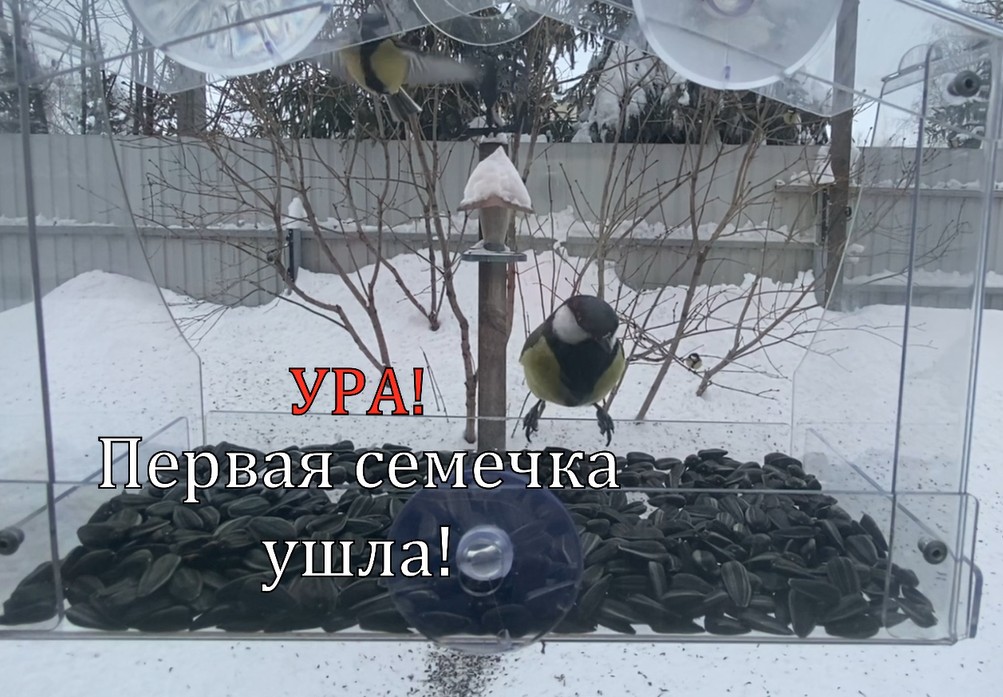 птицы замерзают на лету