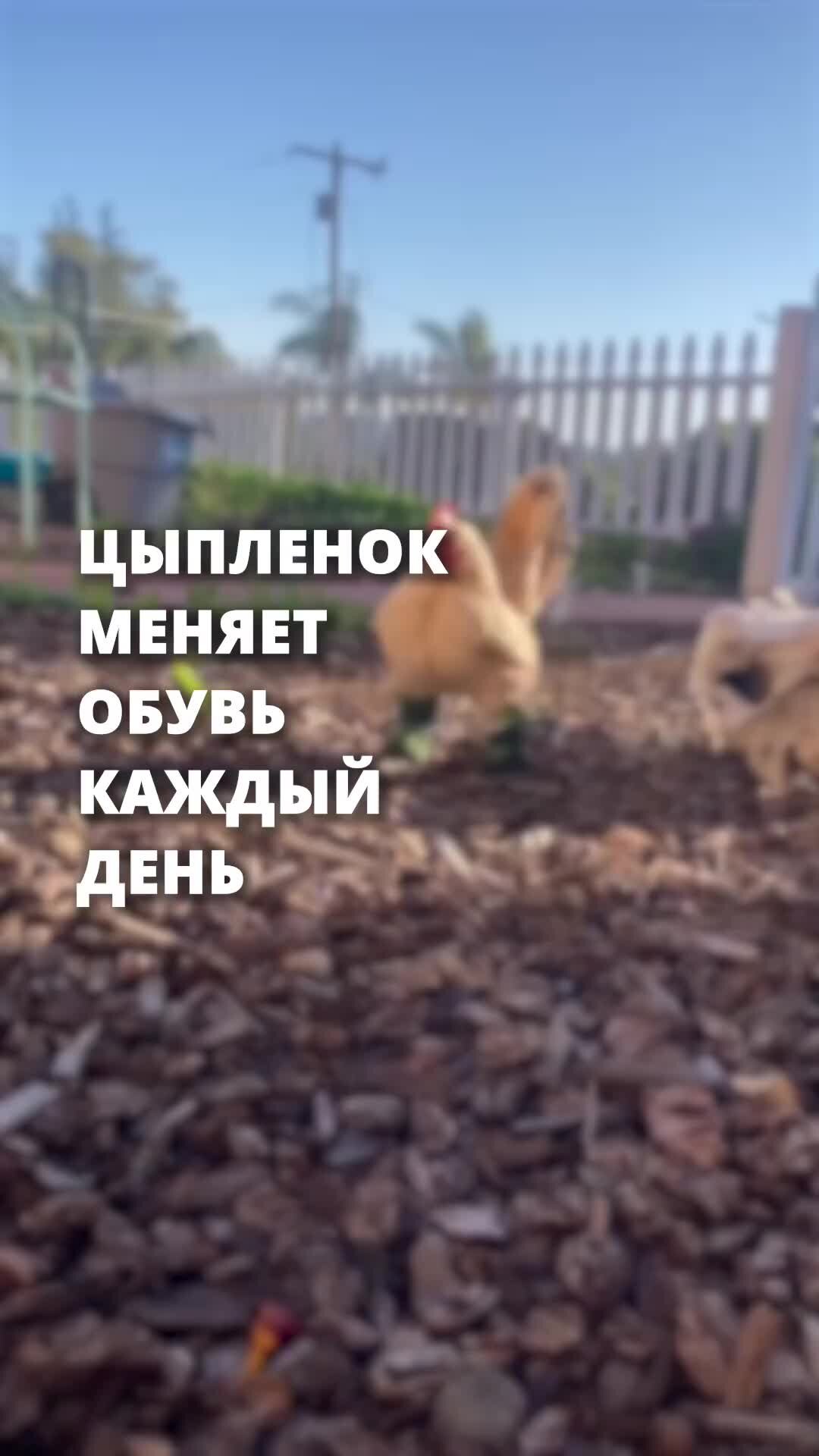 Recycle|Тут про экологию | У ЭТОГО ЦЫПЛЕНКА ОБУВИ БОЛЬШЕ, ЧЕМ У ТЕБЯ У Миш  Давиньон живет цыпленок, который потерял пальцы на лапках. Девушка нашла  решение: теперь цыпленок может спокойно передвигаться! Все ответы