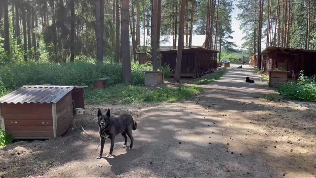 Все волонтёры вне сети, надежда только на вас, дорогие подписчики ...