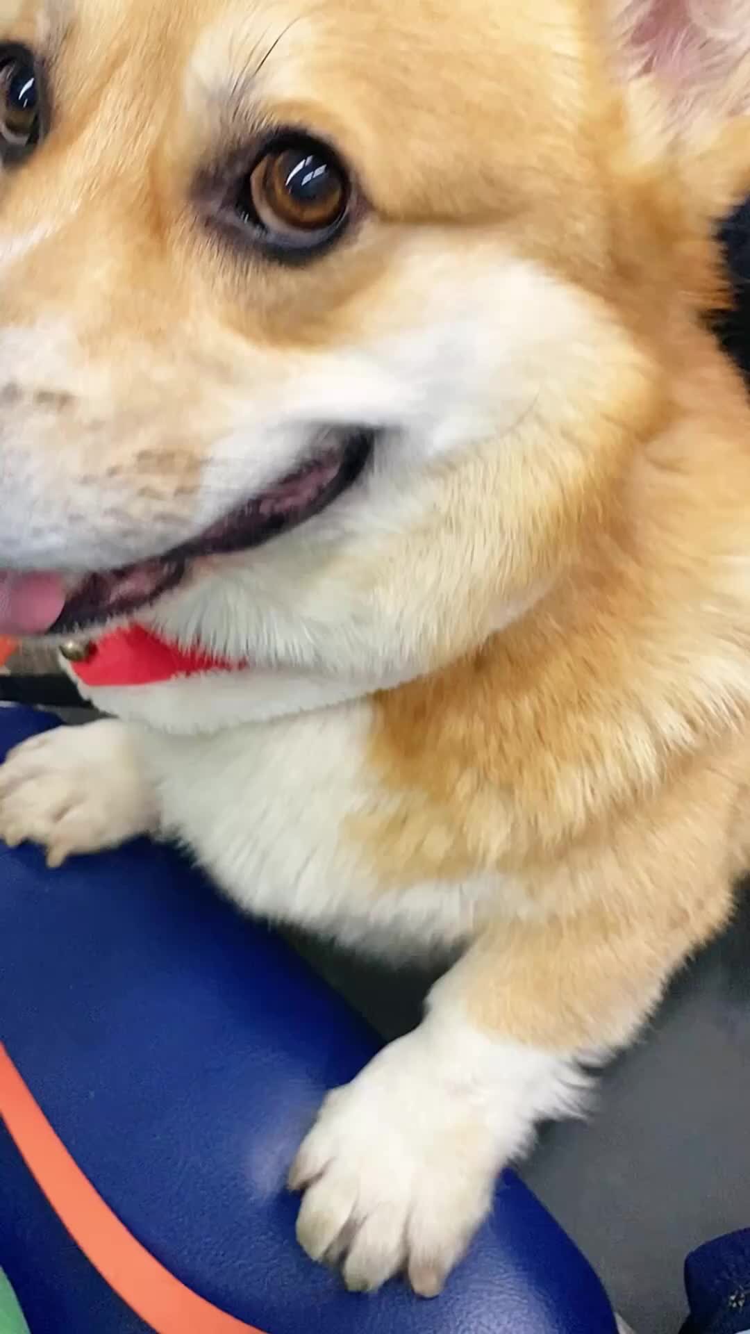 яблочки веселятся девочки розовые мальчики песня. ребенок ест яблоко. мальчик и девочка с цветами. романтика. фотосессия с яблоками осенью.