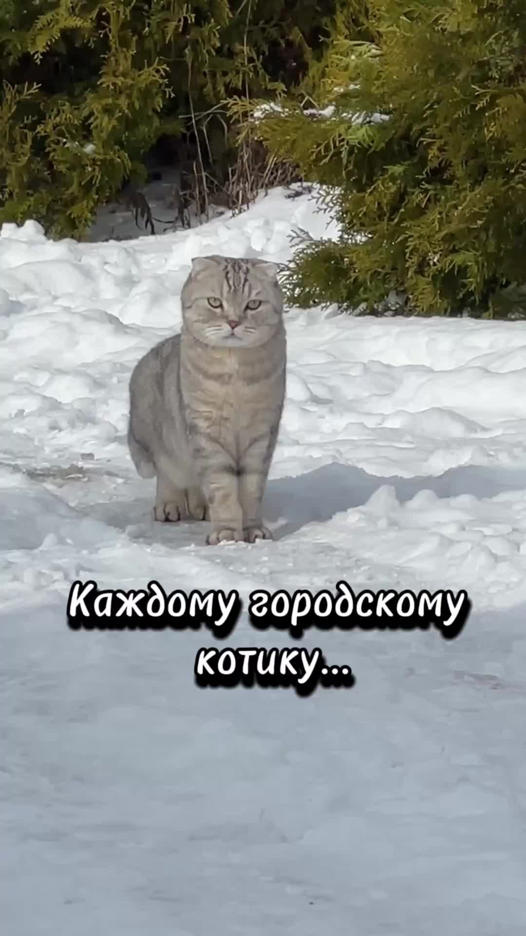 Кот марсик брутальный