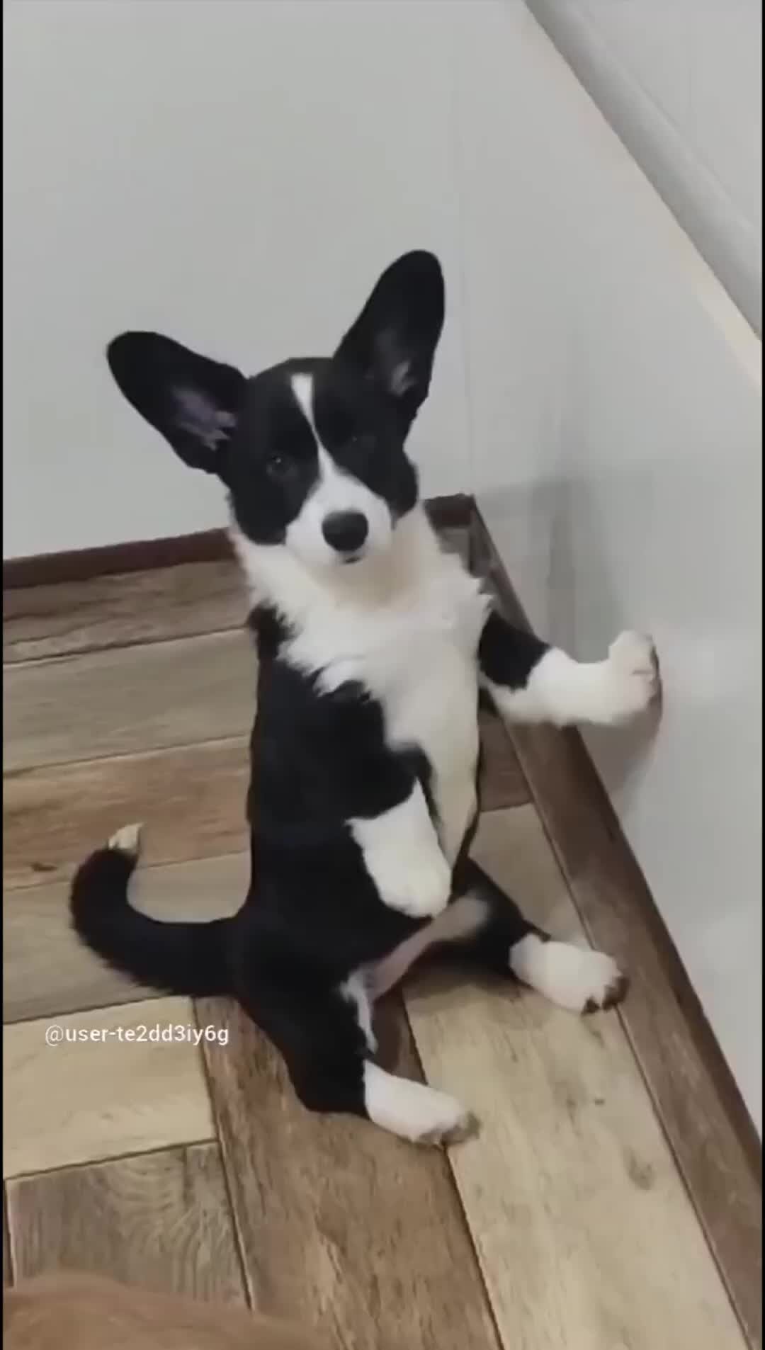 корги чемпионы мира фото. питомник вельш корги кардиган.