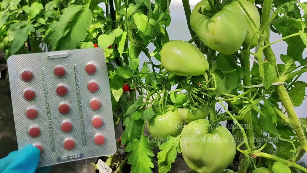 Листья томата. Опрыскиватель для помидор. Поливаем помидоры. Опрыскивание томатов для завязей. Опрыскивание томатов для завязей.