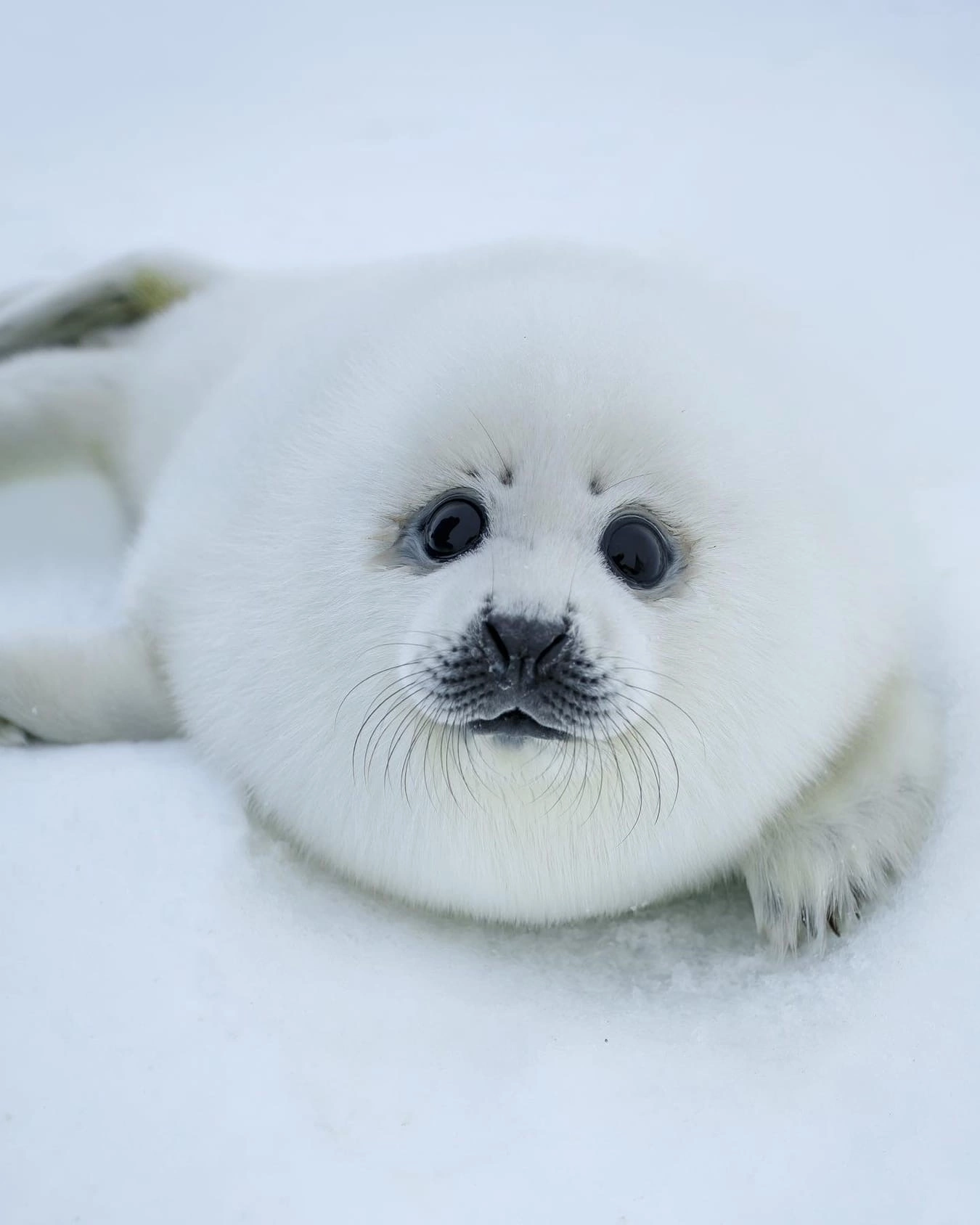 милый мой стихи. стих за то что ты есть на свете. спасибо любимому мужу. свет мой милый свет мой ясный. люблю тебя моя россия за ясный свет твоих.
