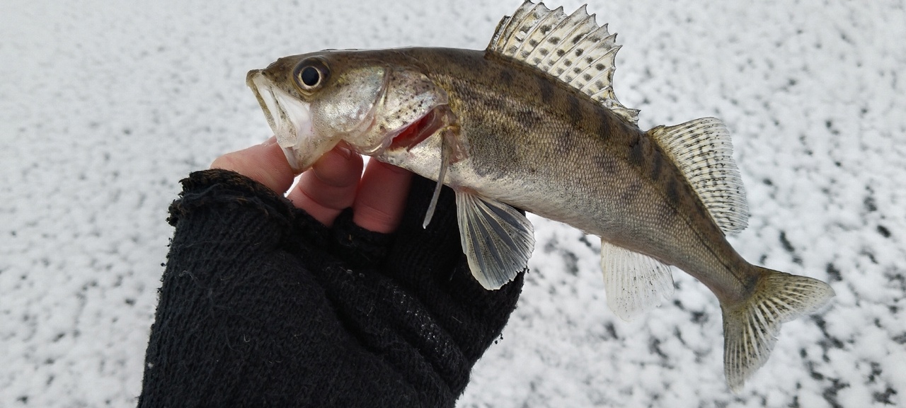 Судак зимой на тюльку на волге. Рыбалка на каме зимой на судака и берша. Судак зимой на тюльку на волге. Ловля берша зимой на тюльку на горьковском море. Ловля судака на малька зимой.
