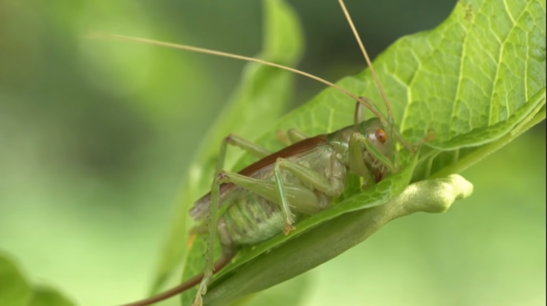 детям об экологии. насекомые нашей планеты. носикомых. самые необычные насекомые. жук горбатка.