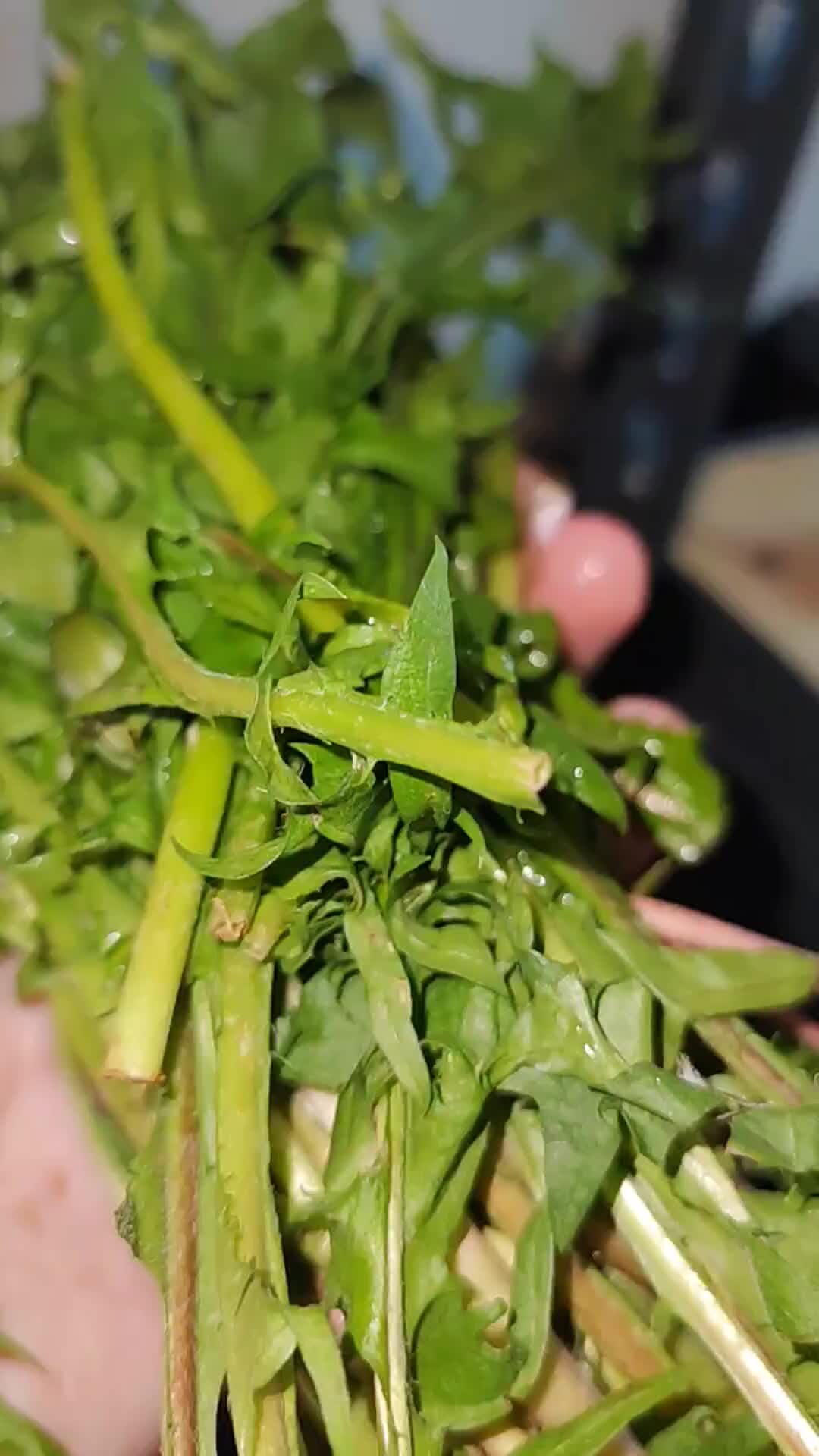 Животные Дома | Что едят агамы 🌿 Кормление агам всегда проходит по разному  ,требовательные агамки любят одуванчики 🌿 | Дзен