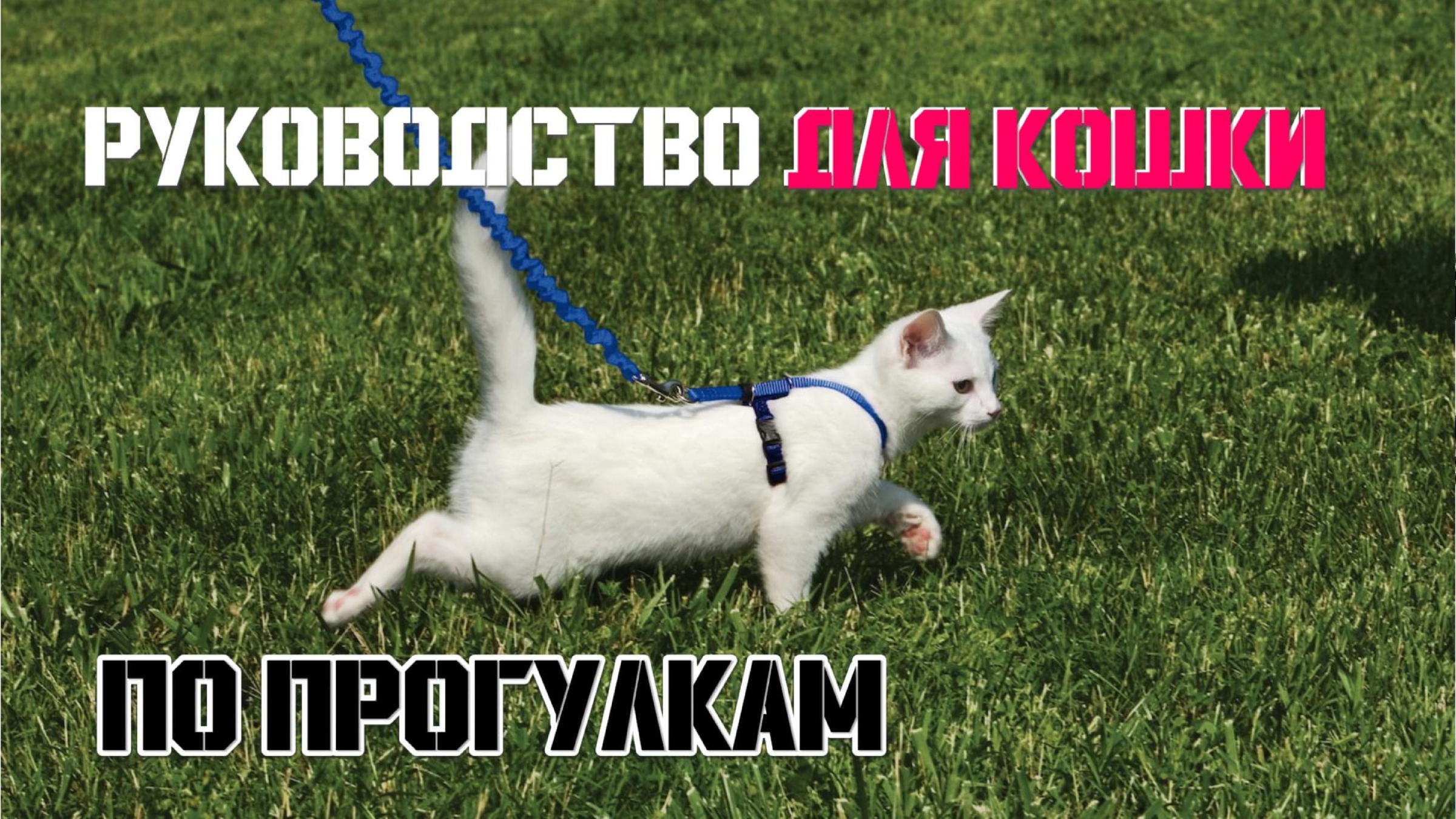 Кошка ходит кругами