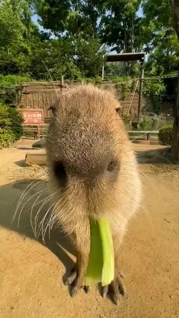 Game sports личный кабинет