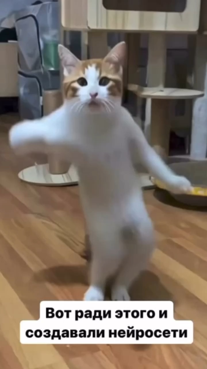 Мемы с котами анимированные. Гифка с котом. Кот удивляется гиф. Гифки мемы. Бонго кэт гиф.