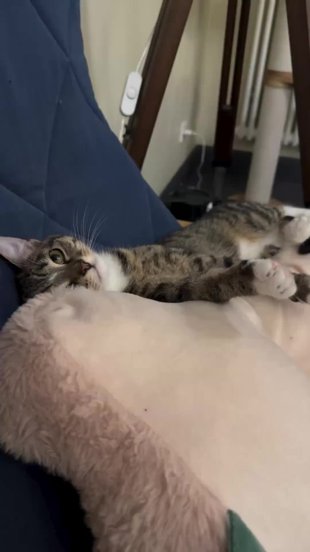 Рассказ подкидыш читать. Подкидыш читать на дзен. Роман колесов сибирский подкидыш читать. Виталий бианки сказка подкидыш. Подкидыш фильм 1939 трусики.