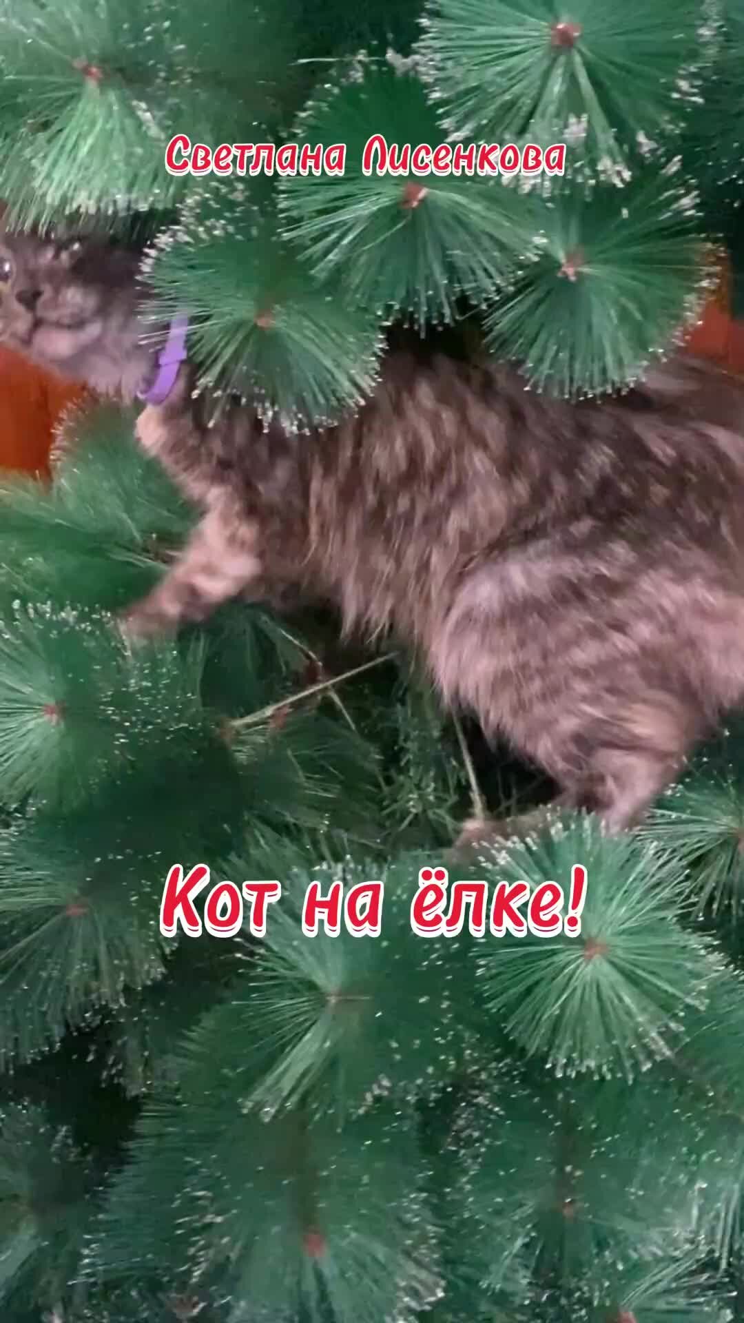 Котенок коте песни