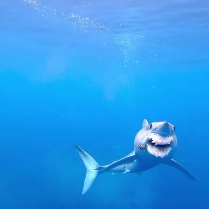 ложнопесчаная акула челюсть