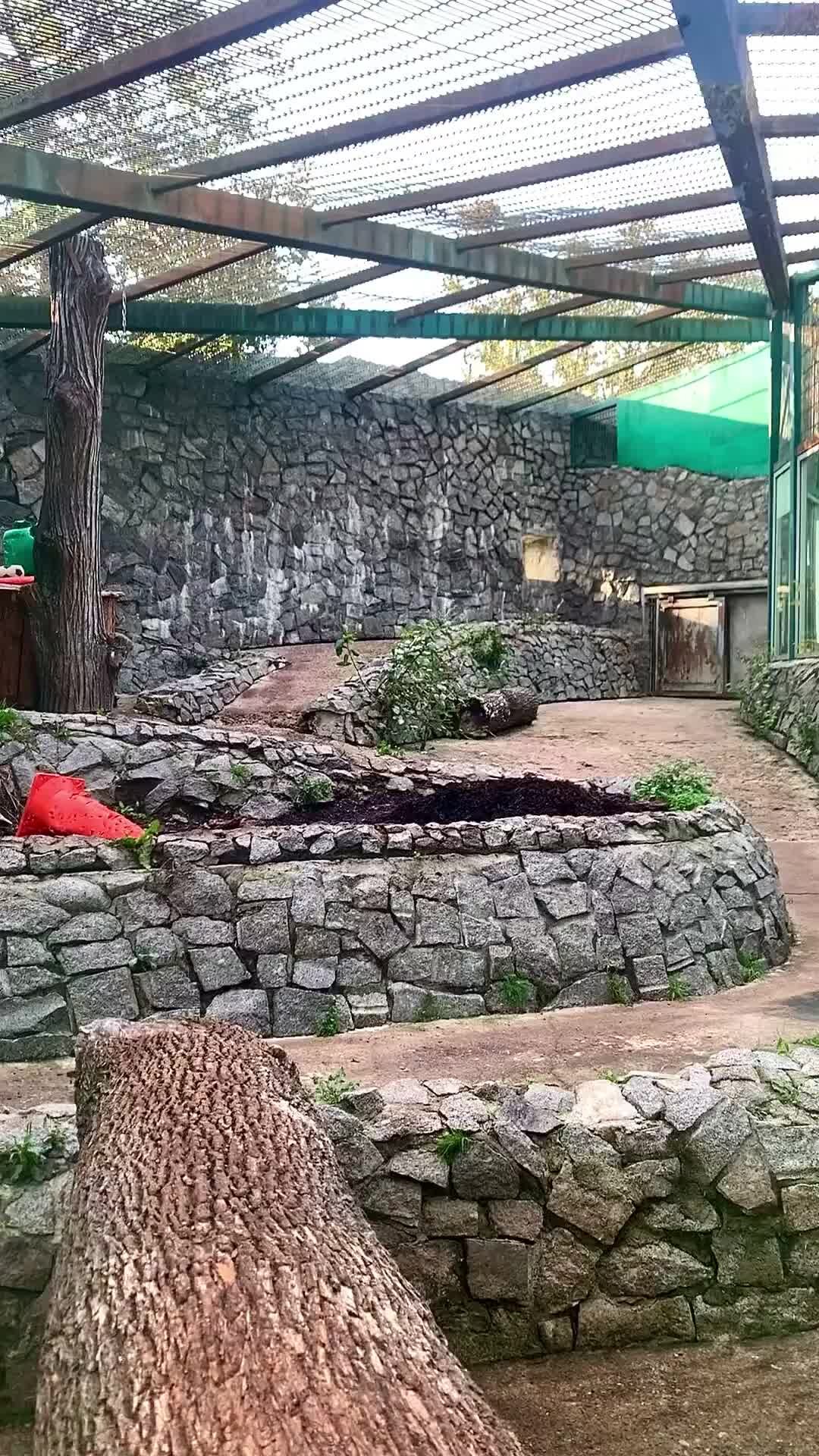 Ленинградский зоопарк | Сегодня наш Амадей подошел напомнить вам, что ...