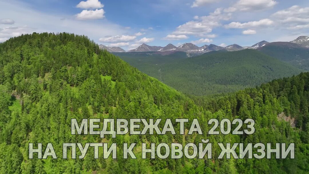 Я медведь 2023 отзывы